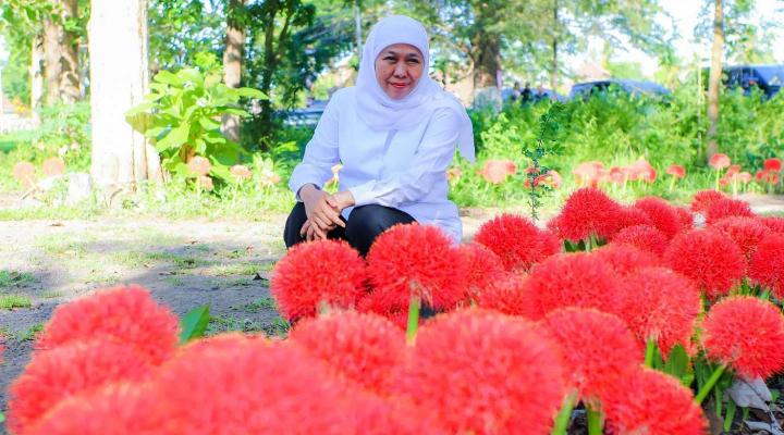 Gubernur Khofifah Kagumi Pesona Bunga Desember, Flora Langka Kebanggaan Bondowoso